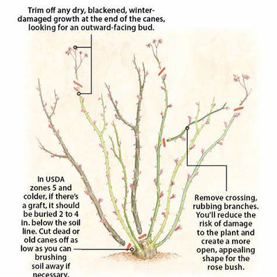 Transform Your Garden: A Comprehensive 2025 Guide to Rose Pruning Mastery