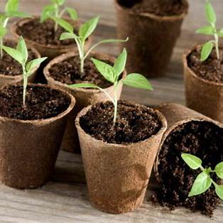 Spice Up Your Garden: A Comprehensive Guide to Growing Chillies from Seed