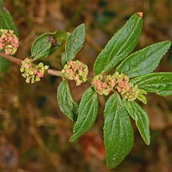 Euphorbia Hirta: The Humble Weed with Surprising Healing Power