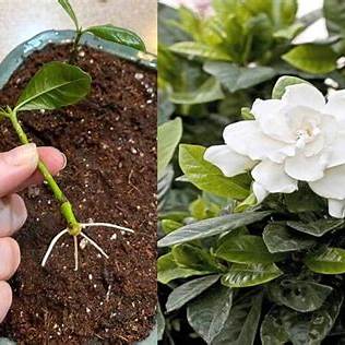 Mastering Gardenia Propagation: Your Ultimate Guide to Growing from Cuttings in 2025