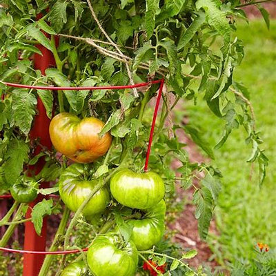 Avoid These 20 Costly Tomato Growing Mistakes That Can Wreck Your Harvest