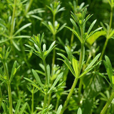 Cleavers (Galium aparine): The Ultimate Herbal Remedy for Detox and Lymphatic Support