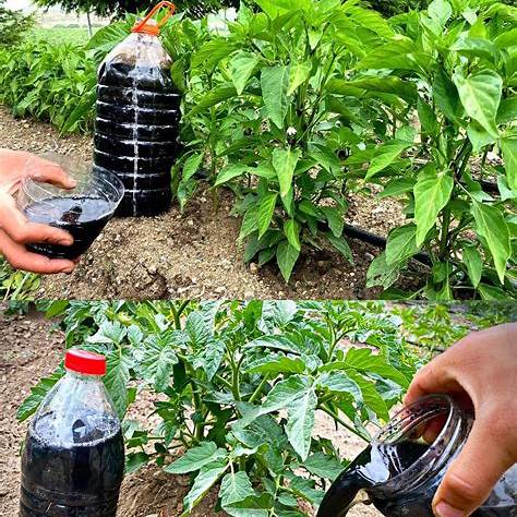 How to Make and Use Nettle Fertilizer Syrup for Thriving Gardens