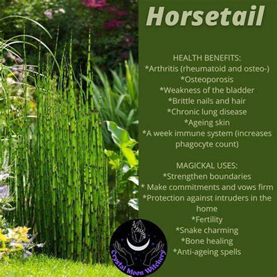 The Hidden Power of Horsetail: Nature’s Silica-Rich Healer for Body and Mind