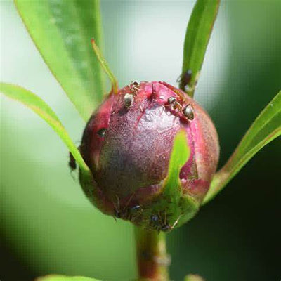 The Sweet Secret of Peony Buds: Why Ants Visit and How to Gently Coexist