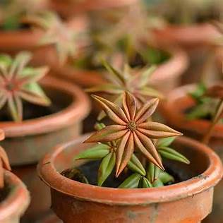 How to Grow Star Anise in Pots: From Seed to Harvest – A Comprehensive Guide for 2025
