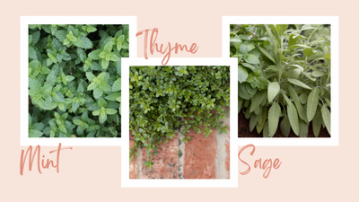 Top Herbs That Grow in the Shade: A Beginner’s Guide to Shade-Friendly Herbs
