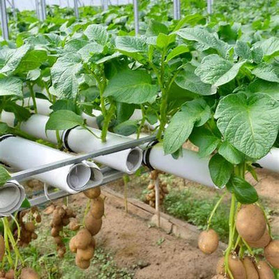Growing Potatoes Without Soil: The Beginner's Guide to Aeroponic Potato Cultivation