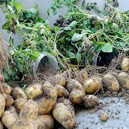 How to Propagate Potatoes in a Plastic Bottle at Home for Many Tubers – Easy DIY Guide