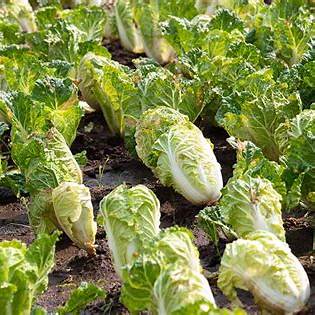 Grow Napa Cabbage at Home: A Comprehensive Guide for Small-Space Gardening in 2025