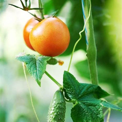 Boost Tomato & Cucumber Growth Naturally with This Powerful Supplement