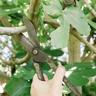 The Art of Pruning Your Fig Tree: Health, Balance, and Bigger Harvests in 2025