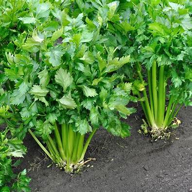 Unlock Your Kitchen's Potential: The Ultimate Guide to Growing Celery from a Stalk