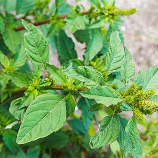 Discover the Health Benefits of Pigweed: The Hidden Gem in Your Garden