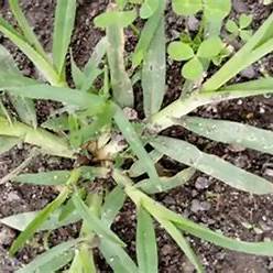 20 Powerful Benefits of Goosegrass (Eleusine Indica) and How to Use It Effectively