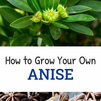 From Seed to Spice: Your 2025 Guide to Growing Anise at Home in Containers