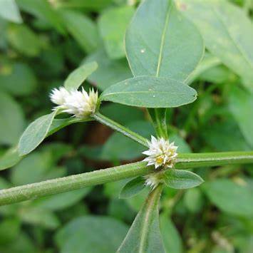 Sessile Joyweed (Alternanthera sessilis): A Comprehensive Guide to its 6 Natural Health Benefits and Traditional Uses
