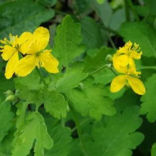Chelidonium Majus (Greater Celandine): A Deep Dive into Benefits, Uses, and Crucial Cautions