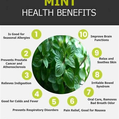 The Versatile Mint: Health Benefits, Uses, and Easy Ways to Add It to Your Routine