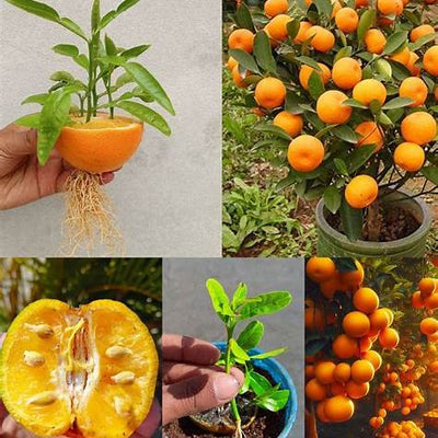 The Ultimate Guide to Growing Orange Trees from Seed: From Sprout to Sweet Success