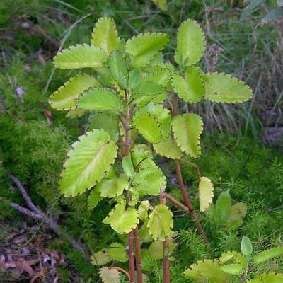 Bryophyllum pinnatum: Unearthing the Deep Healing Secrets of Patharchatta
