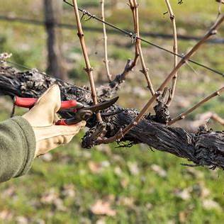 How and When to Prune Grape Vines: A Practical Guide for Beginners & Beyond