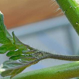 Stop Pruning All Tomato Suckers – What You Should Really Be Doing for Huge Tomato Harvests
