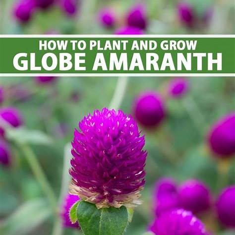 Globe Amaranth Benefits & Uses: From Garden Beauty to Herbal Tea