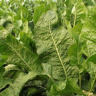 The Remarkable Benefits of Horseradish Leaves: A Wellness and Culinary Guide