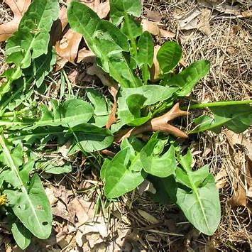 Dandelion’s Hidden Therapeutic Power: Nature’s Healing Plant Uncovered in 2025 - A Comprehensive Guide