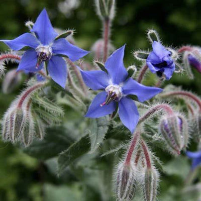 The Amazing Benefits of the Borage Plant: Nature’s Calm in Bloom