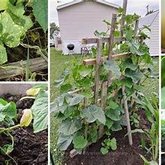 Master Cucumber Gardening: 7 Critical Mistakes to Avoid for a Bountiful Harvest of Healthy, Yolky Cucumbers in 2025