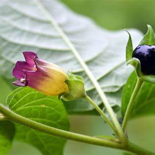 Deadly Nightshade: The Dangerous Beauty and Mysterious Lore of Atropa Belladonna
