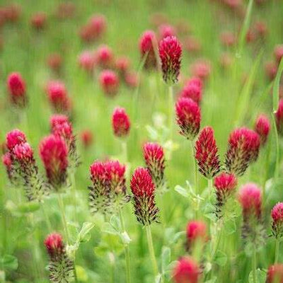 15 Amazing Benefits of Red Clover Herb: Uses, Tips & Practical Guide