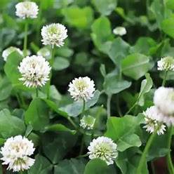 White Clover (Trifolium repens): Benefits, Homemade Uses & Growing Tips