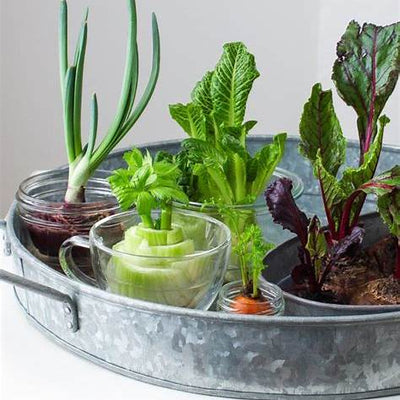 Do Not Toss It, Grow It: 15 Vegetables You Can Regrow from Kitchen Scraps