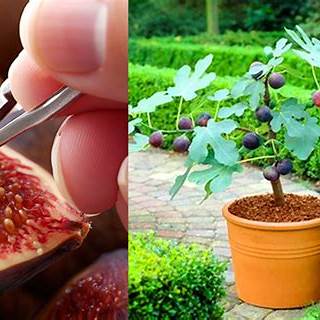 How to Grow a Fig Tree from Seed in a Pot: A Comprehensive Guide for Beginners and Enthusiasts