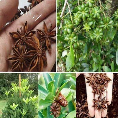 How to Grow Star Anise at Home: The Art of Nurturing Spice in a Pot