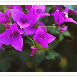 Make Your Bougainvillea Burst Into Bloom: An In-Depth Guide to Care and Cultivation