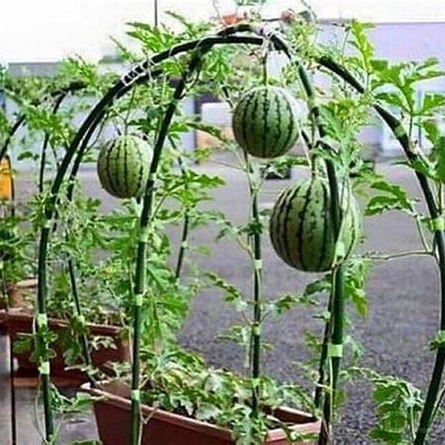 How to Grow Watermelon at Home: Two Easy Methods for Every Gardener