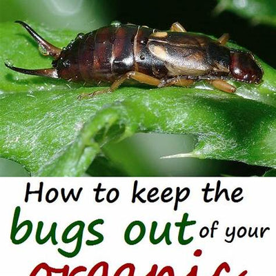 Effective Strategies for Bug-Free Organic Fruit Trees