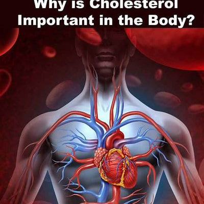 Why Cholesterol Is Important for Your Health: Myths, Facts, and Natural Balance