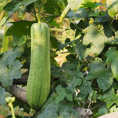 How to Grow Luffa Plants: A Beginner’s Guide to Homegrown Sponges