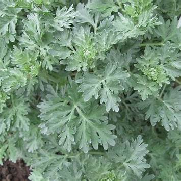 Wormwood: Unveiling the Ancient Herb's Modern Healing Power