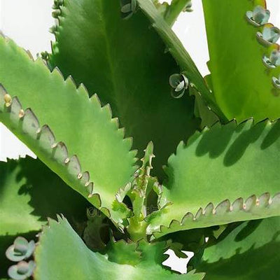 11 Surprising Benefits of the Miracle Leaf of Life for Natural Healing