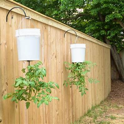 Why and How to Grow Upside-Down Tomatoes: A Comprehensive Guide for Beginners