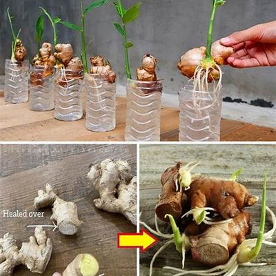 How to Grow an Endless Supply of Ginger at Home: Your 2025 Guide to a Flavorful Harvest