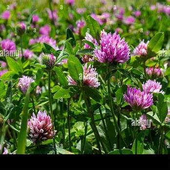 Red Clover: 15 Powerful Benefits and How to Use This Healing Herb Naturally