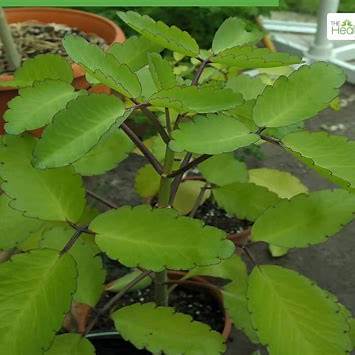 11 Surprising Benefits of the Miracle Leaf of Life (Bryophyllum pinnatum): A Comprehensive Guide for 2025