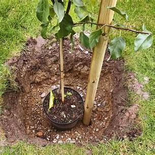 When and How to Plant Fruit Trees: Your Ultimate Guide for a Bountiful Harvest in 2025
